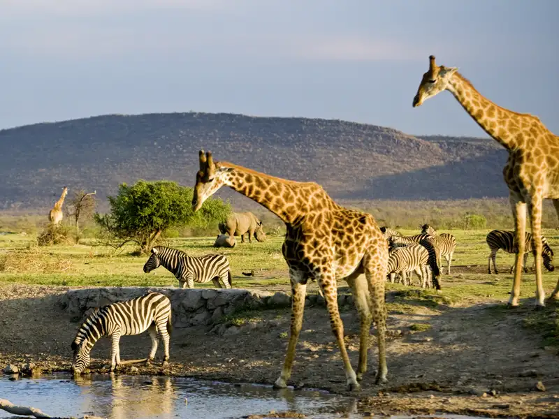 Tierische Begegnungen sind auf unserer Safari im Krügerpark gewiss. Unterwegs mit Studiosus in kleiner Gruppe in Südafrika