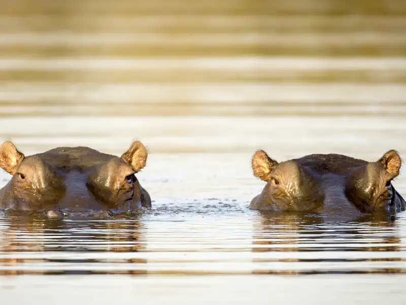 Auf unserer Studienreise durch Südafrika in kleiner Gruppe gibt es zahlreiche Begegnungen mit der Tierwelt des Landes.