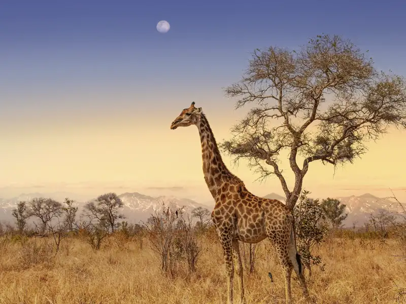 Pirschfahrten durch den Krüger-Nationalpark erleben wir auf der zweiwöchigen smart&small-Rundreise in kleiner Gruppe. Magische Momente am Kap - vielleicht begegnen wir auch den imposanten Giraffen.