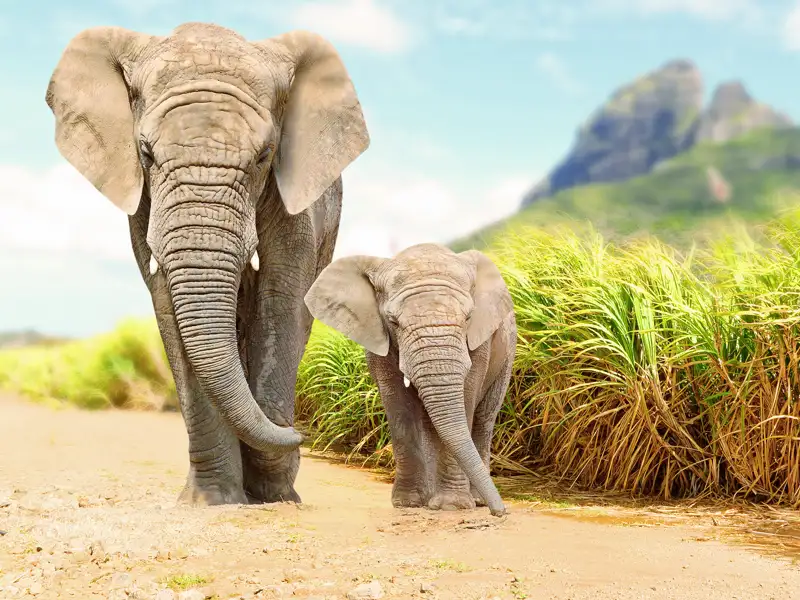 Eine Elefantendame und ihr Junges kommen uns entgegen, eine der vielen Begegnungsmöglichkeiten auf unserer zweiwöchigen Rundreise in kleiner Gruppe durch Südafrika.