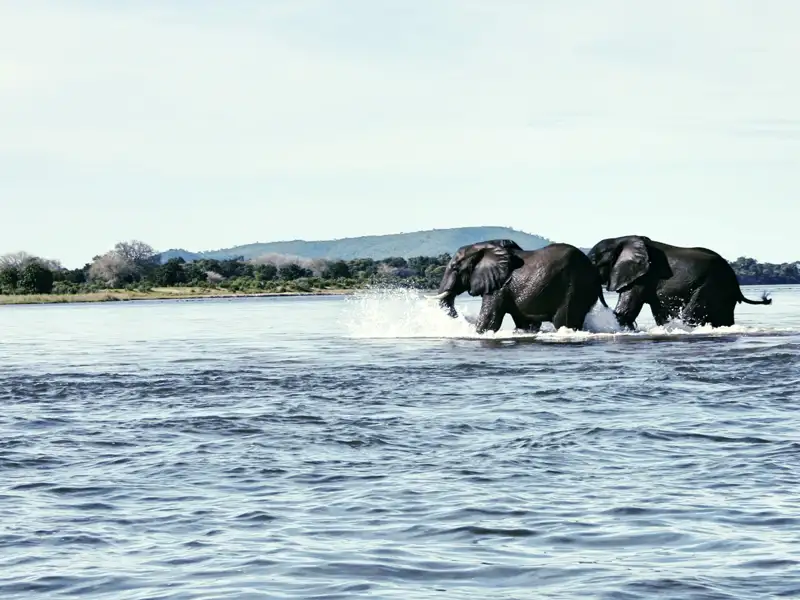 Oft haben wir auf unserer Safarireise durch Sambia Glück und begegnen Vertretern der Big Five der Tierwelt Aifrikas.