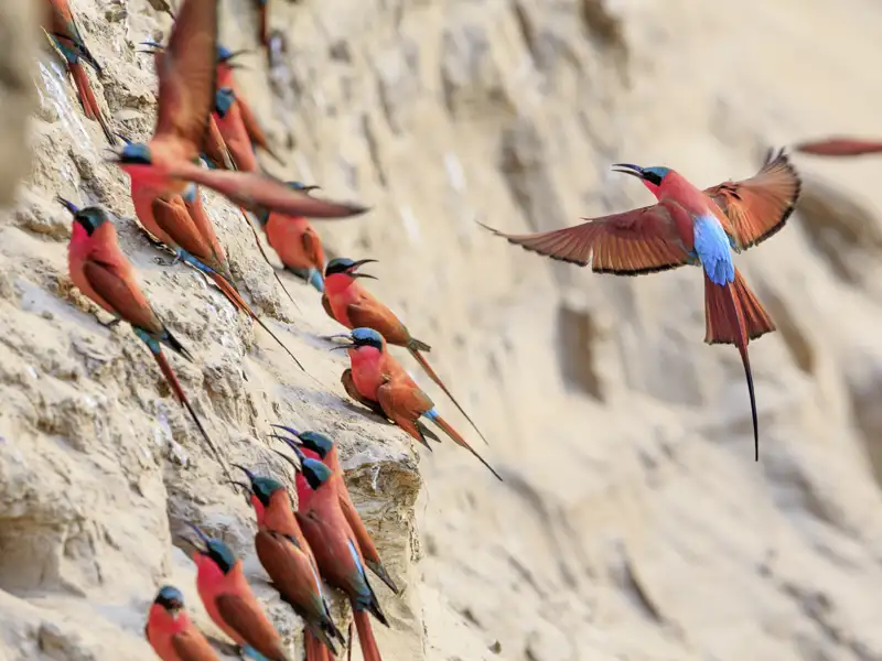 Ein Trupp rotgefiederter Karminspinte brütet in einem Steilhang eines Flusses in Sambia. Auch die Vogelwelt auf Safari ist einzigartig.