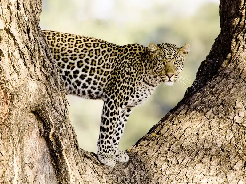 Das Luangwa-Tal heißt nicht umsonst das Tal der Leoparden. Die Treffen mit den diesen schönen Raubkatzen gehören zu den Höhepunkten einer Safari in Sambias South Luangwa National Park