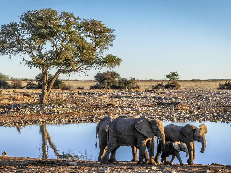 Tierbeobachtungen sind fester Bestandteil unserer Rundreisen durch Namibia. Mit unseren kleinen Gruppen kommen wir im offenen Geländewagen ganz nah ran an die wilden Tiere.