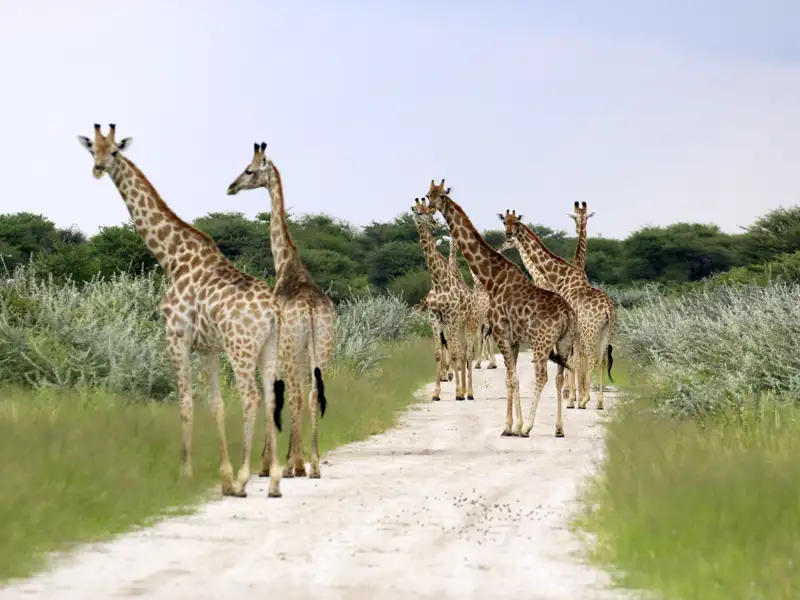 Begegnungen mit Giraffen und anderen wilden Tieren stehen bei unserer smart & small-Reise in Namibia fast täglich auf dem Programm.