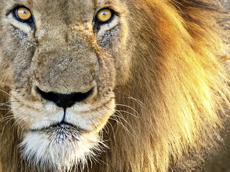 Im Etoscha-Nationalpark gehen Sie bei der Rundreise in kleiner Gruppe mit Ihrem privaten Scout auf Pirsch. Dem geschulten Auge des Guides entgeht nichts und so sehen Sie mit etwas Glück auch Löwen.