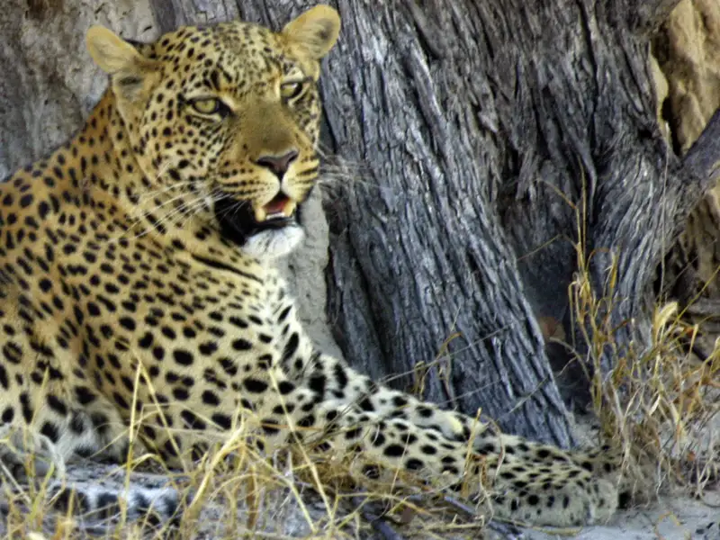 Zwei Wochen lang erkunden Sie mit Ihrem Studiosus-Reiseleiter und in kleiner Gruppe die Naturschönheiten Botswanas und Namibias. Mit etwas Glück bekommen Sie auch einen Leoparden - den scheuesten der Big Five - zu sehen.