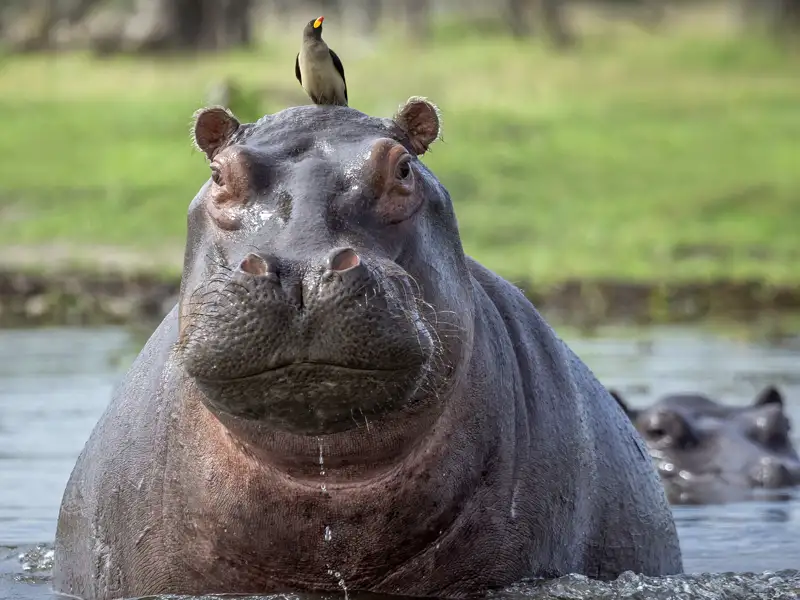 Zwei Wochen lang erkunden Sie mit Ihrem Studiosus-Reiseleiter und in kleiner Gruppe die Naturschönheiten Namibias und Botswanas. Das Okavangodelta ist ein Paradies für Flusspferde, die gelegentlich bis an unser Camp kommen.