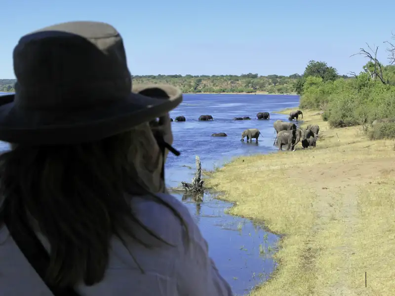 Botswana hat die größte Elefantenpopulation der Welt - sicher, dass wir am Chobe River einer großen Zahl davon auf unserer Studiosus-Reise in kleiner Gruppe begegnen werden