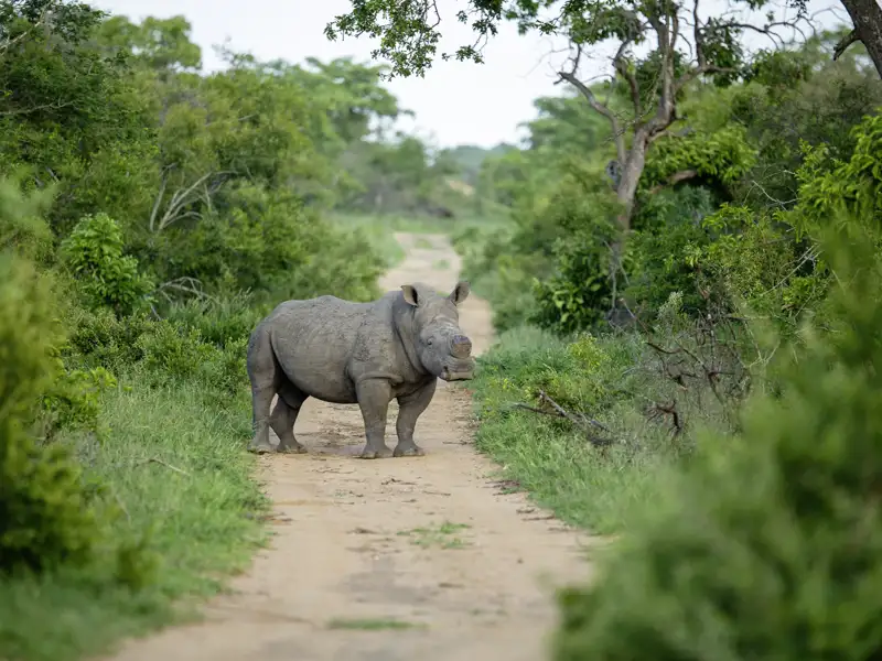 Tierbeobachtungen und -begegnungen gehören zu unseren Studienreisen durch Südafrika. Zu den Big Five zählen unter anderem auch die bedrohten Nashörner.