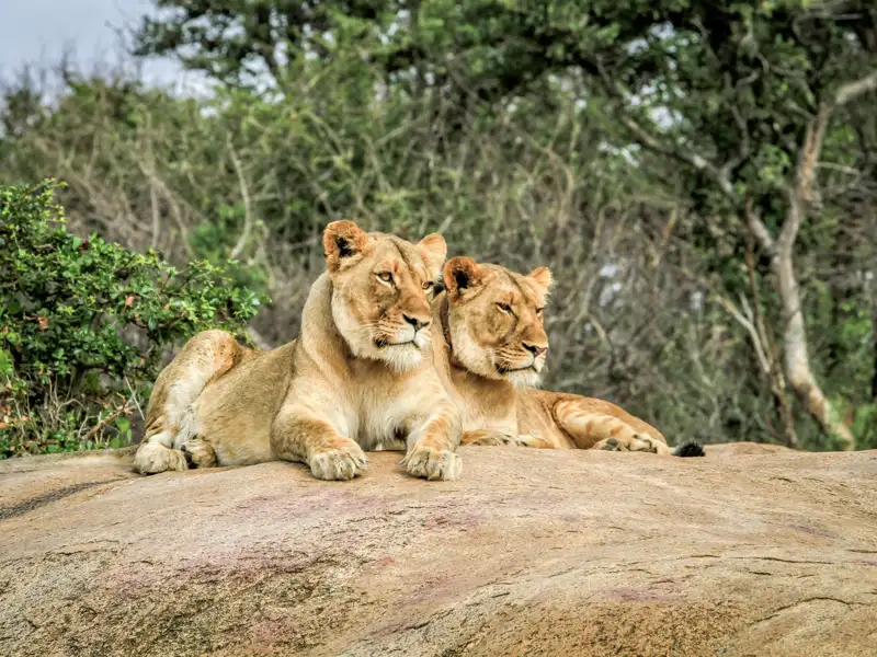 Die Nationalparks in Südafrika sind Teil einer jeden Rundreise. Sie bieten spektakuläre Landschaften und beeindruckende Tierwelten. Auf unserer Großen Südafrika-Studienreise werden garantiert manchmal auch Sie beobachtet, etwa von zwei Löwen.