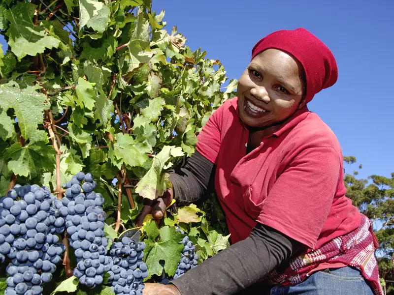 Auf unseren Studienreisen durch Südafrika haben Sie immer wieder Gelegenheit, den guten südafrikanischen Wein zu genießen.