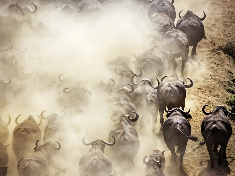 Auf Ihrer 20-tägigen Studienreise durch das Südliche Afrika kommen Sie in den Nationalparks der Tierwelt sehr nah.