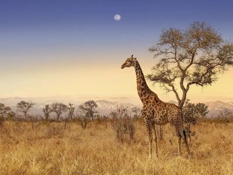 Pirschfahrten durch den Krüger-Nationalpark erleben wir auf der zweiwöchigen Studienreise Südafrika - Impressionen. Dabei begegnen wir auch den imposanten Giraffen.