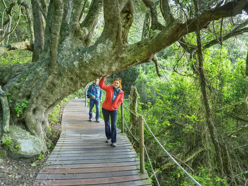 Unsere Studiosus-Rundreise durch Kapstadt, zur Karoo und entlang der Gartenroute führt auch zum Tsitsikamma- Nationalpark, einem grünen Paradies an Südafrikas Südküste.