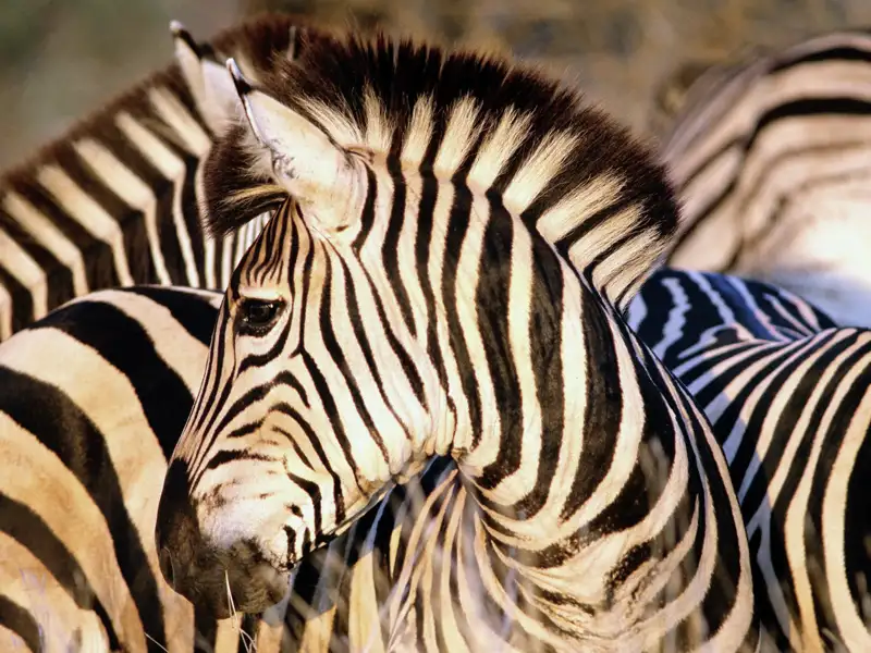 Zebras sehen wir bei unserer Studiosus Rundreise durch den Süden Südafrikas in verschiedenen Nationalparks, u.a. im Addo-Elephant-Nationalpark und im Mountain-Zebra-Nationalpark.