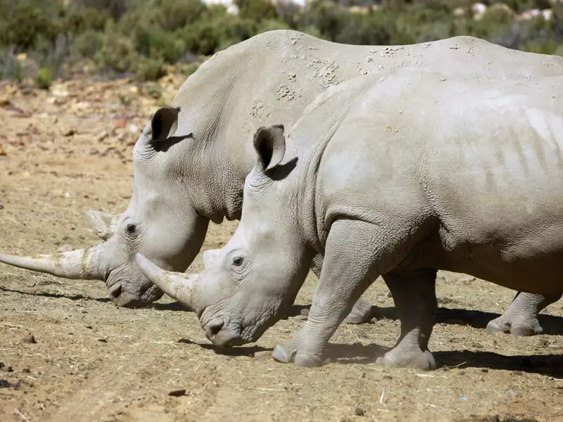 Auf Safari im Hluhluwe-Wildreservat: Afrika-Feeling auf Ihrer Rundreise zu den Höhepunkten von Südafrika. Die Nashörner gehören zu den bedrohten Tieren und werden dort besonders geschützt.
