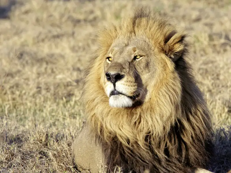 Safarifahrten in Afrika: Ob wir auf unserer Rundreise in Namibia auch dem König der Tiere, dem Löwen begegnen?