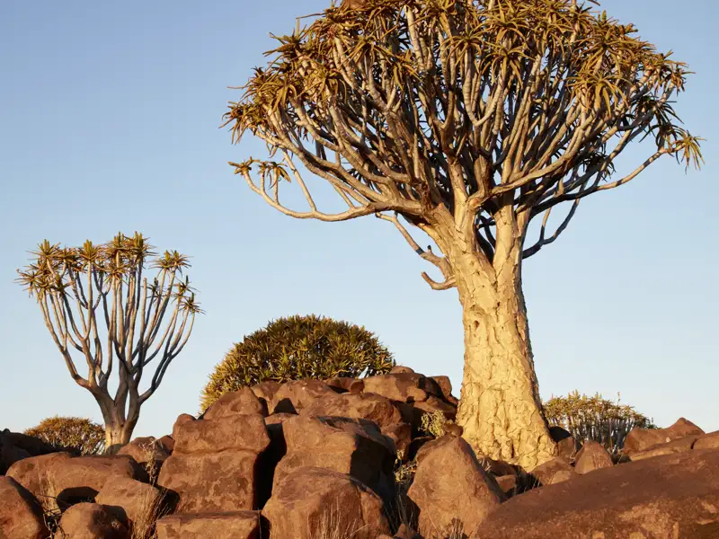 Auf unserer Studienreise durch Namibia erfahren wir aus nächster Nähe die zum Teil kargen, aber dennoch bewachsenen Landschaften der Regionen.