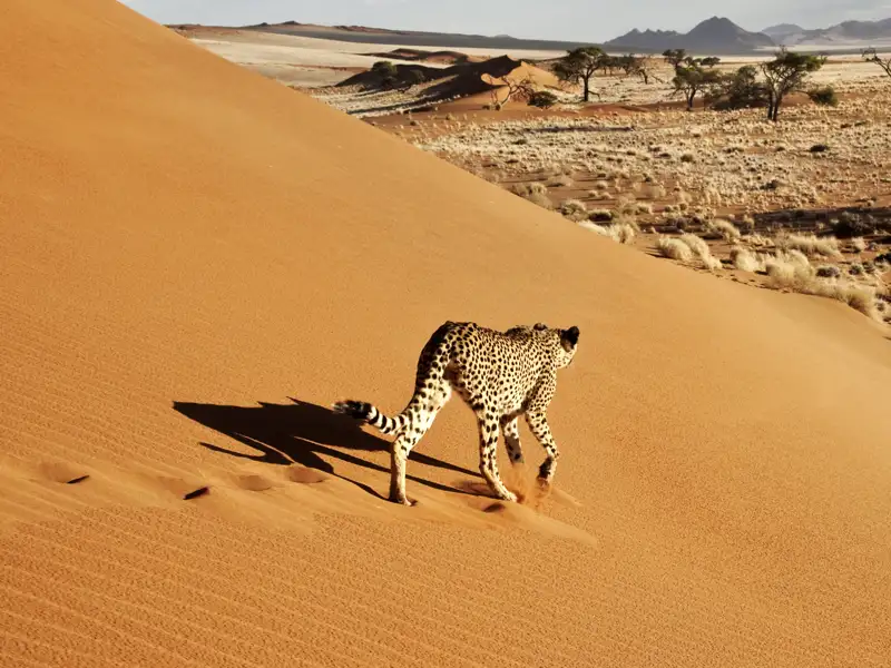 Auf unserer Studienreise durch Namibia begegnen wir der Tierwelt Namibias.