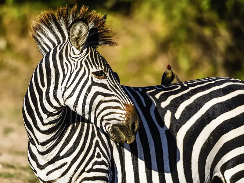 Auf Safari in Namibias Etoscha-Nationalpark begegnen wir der Tierwelt des Landes.