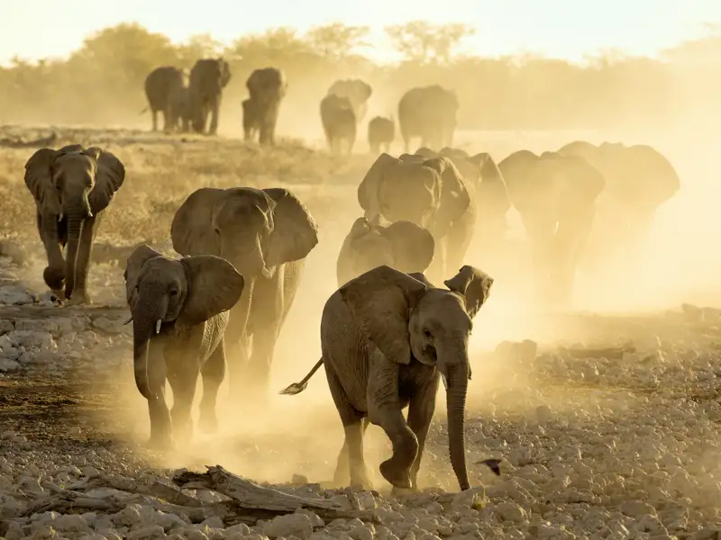Auf Studiosus-Reise durch Namibia. Hier wandert eine Elefantenherde im Etoscha-Nationalpark durch eine staubtrockene Steinwüste zum Okaukuejo-Wasserloch.