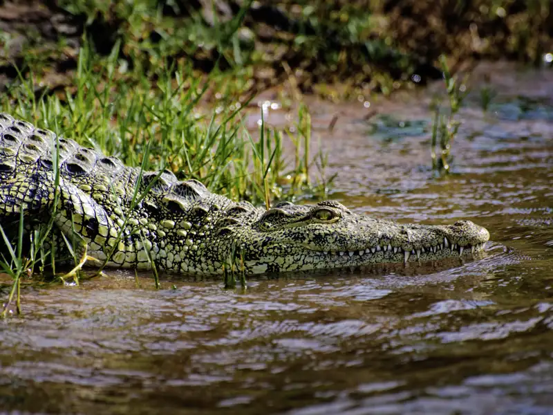 Knapp drei Wochen lang erkunden Sie mit Ihrem Studiosus-Reiseleiter und in kleiner Gruppe die Naturschönheiten Botswanas und Namibias. Auf unserer Rundreise beobachten wir viele Tiere am Chobe-Fluss - aber immer aus sicherer Distanz.
