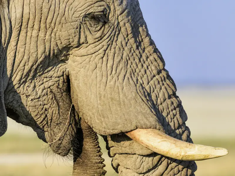 Die Tierwelt Namibias erleben Sie während der Rundreise mit Studiosus hautnah, nicht nur ein majestätischer Elefant wird Ihren Weg kreuzen.