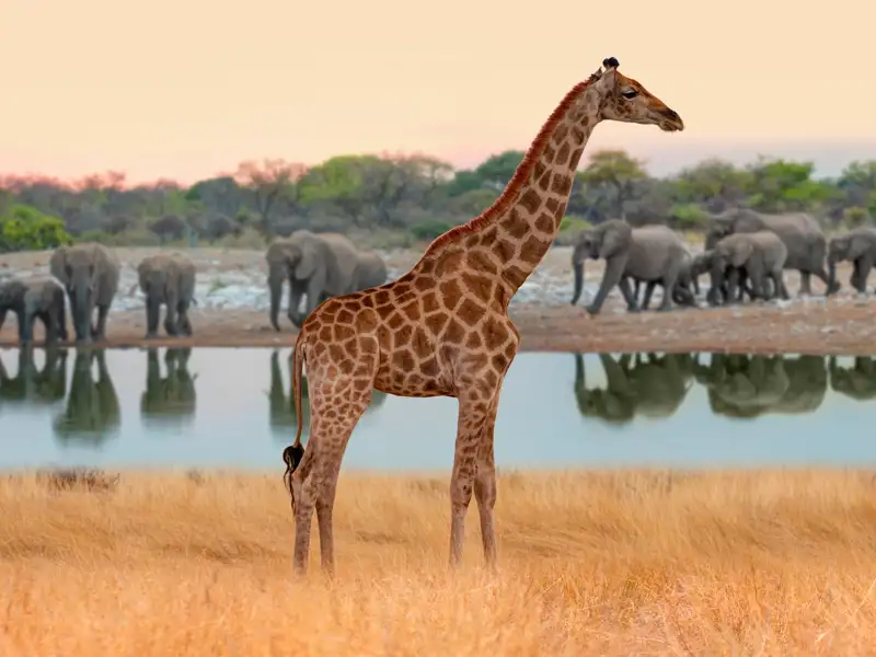 Die Rundreise mit Muße von Studiosus erlaubt ausführliche Tierbeobachtungen bei verschiedenen Pirschfahrten. An den Wasserlöchern versammelt sich Afrikas Tierwelt.