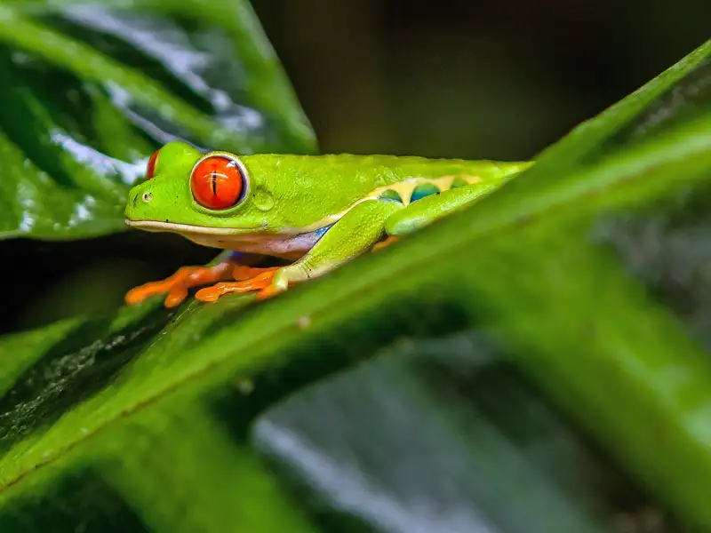 Auf dieser Studienreise nach Mittelamerika zeigt Ihnen Ihre Studiosus-Reiseleitung die Flora und Fauna Costa Ricas mit ihrer enormen Artenvielfalt.