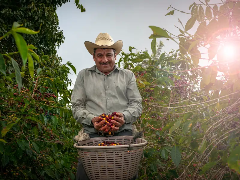 Auf Ihrer Studiosus-Reise nach Guatemala lernen Sie auf einer Plantage die Arbeit der Kaffeebauern sowie den Weg von der Bohne bis zur Tasse kennen – authentisch und informativ.