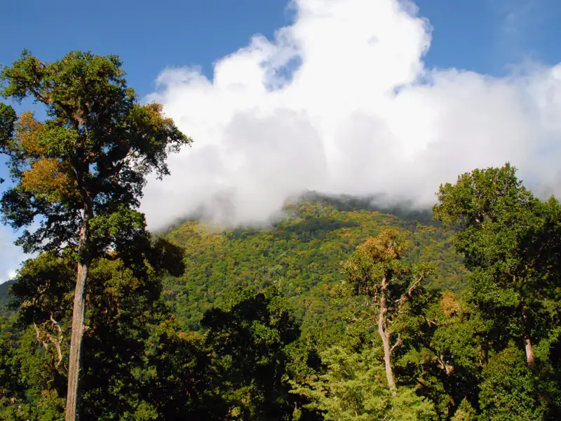 Auf der Naturerlebnis-Studienreise nach Costa Rica sind wir unterwegs im Nationalpark Los Quetzales, bekannt für seinen dichten Bergnebelwald und als Heimat des legendären Quetzal, des Göttervogels. Die Baumwipfel immer im Blick halten wir Aussschau nach diesem seltenen, prächtigen Vogel.