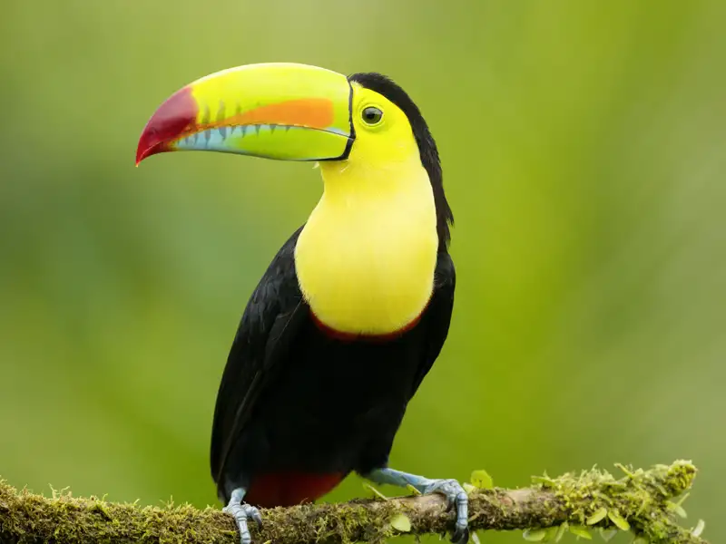 Die Artenvielfalt in Costa Rica ist rekordverdächtig. Mit geschultem Auge zeigt Ihnen Ihr Studiosus-Reiseleiter auf unserer 16-tägigen Naturerlebnis-Studienreise die Flora und Fauna des Landes. Mit dem Boot und zu Fuß erkunden wir die Naturparadiese.