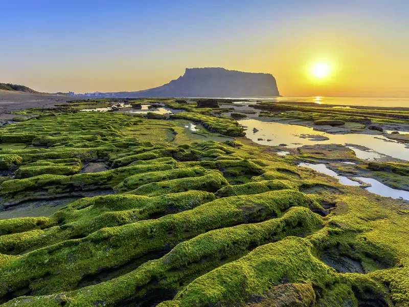 Während eines Aufenthalts auf der Urlaubsinsel Jeju besuchen wir auf unserer Studienreise durch Südkorea auch den Sunrise Peak.