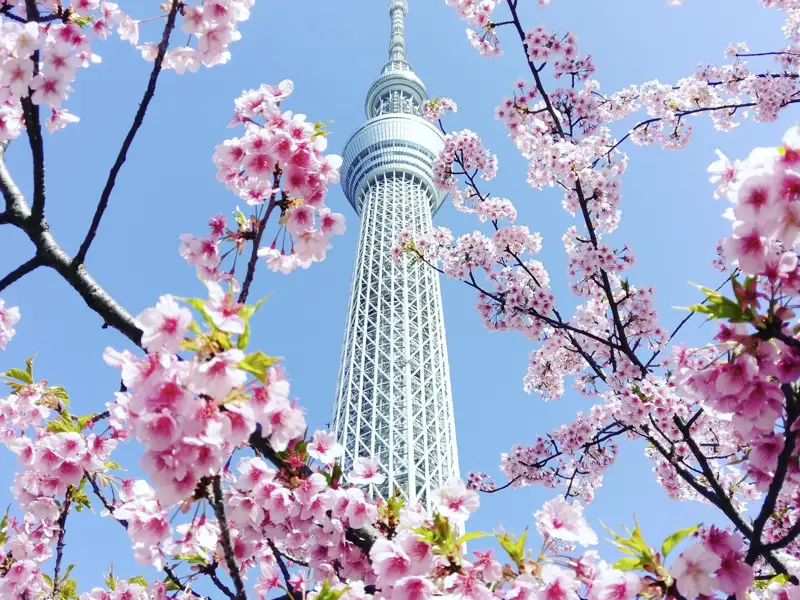 Auch in Tokio werden Sie auf dieser besonderen Japan-Studienreise die Kirschblüte genießen dürfen.