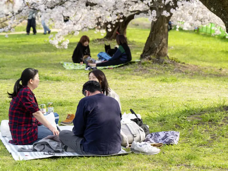 Sobald die Kirschblüte beginnt, ziehen die Einhemischen mit Decken in Gärten und Parks und begrüßen den Frühling.