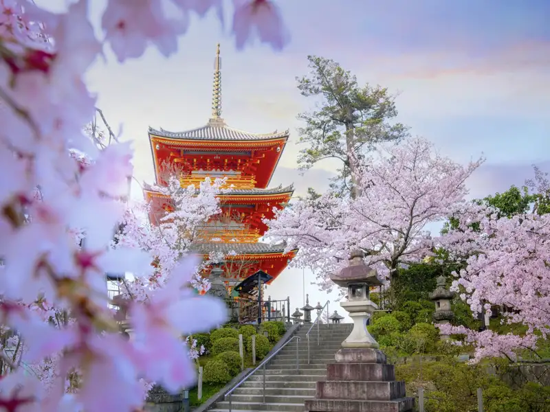 Die Tempel und Schreine von Kyoto sind zu dieser Jahreszeit in ein Meer von Kirschblüten eingebettet.