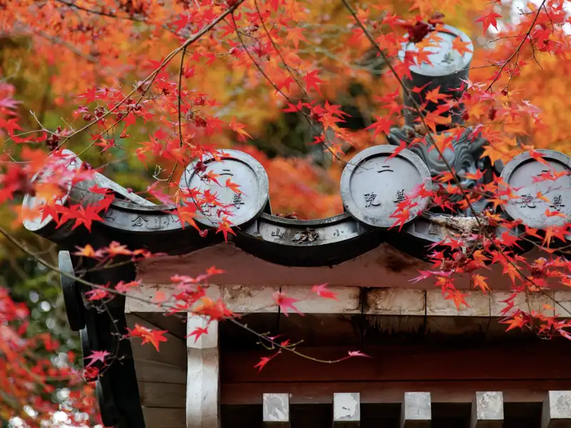 Im Herbst, und also auch auf unserer 15-tägigen Studienreise Japan - Herbstlaubfärbung, sind viele heilige Schreine in Japan in ein Farbenmeer voller Blätter getaucht.