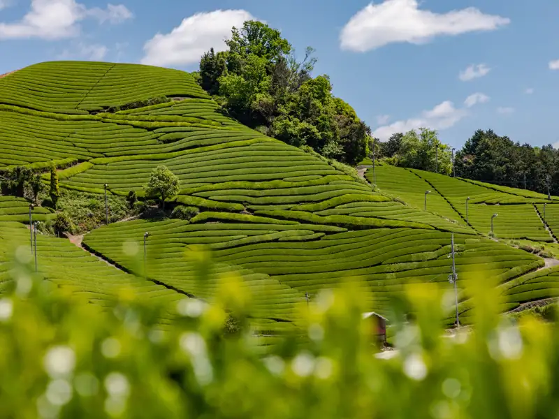 Dem Geheimnis des Grünen Tees kommen Sie auf unserer 14-tägigen Studienreise mit Muße durch Japan rund um die Teeterrassen von Wazuka auf die Spur.