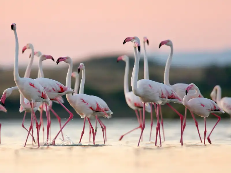 Auf Sardinien können wir während unserer Rundreise mit Glück in den Lagunen die grazilen Flamingos beobachten.