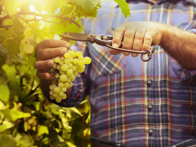 Auf den berühmten Terassen der Cinqueterre-Dörfer wird hauptsächlich Wein angebaut – auf unserer Reise sind wir selbstverständlich zu Gast bei einem Winzer und probieren seine Weine.
