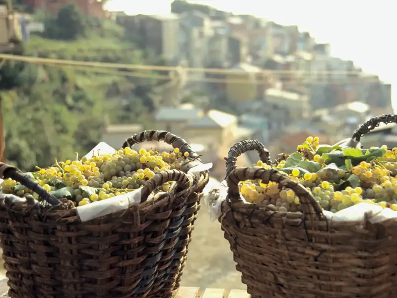 Auf unserer Reise in die Cinqueterre darf ein Besuch bei einem Winzer nicht fehlen: Wir wollen probieren, wie der Wein schmeckt, der auf den steilen Terrassen wächst.