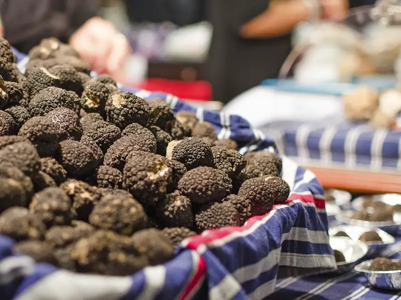 Ein Korb voller frischer Trüffel auf einem lokalen Markt im Piemont