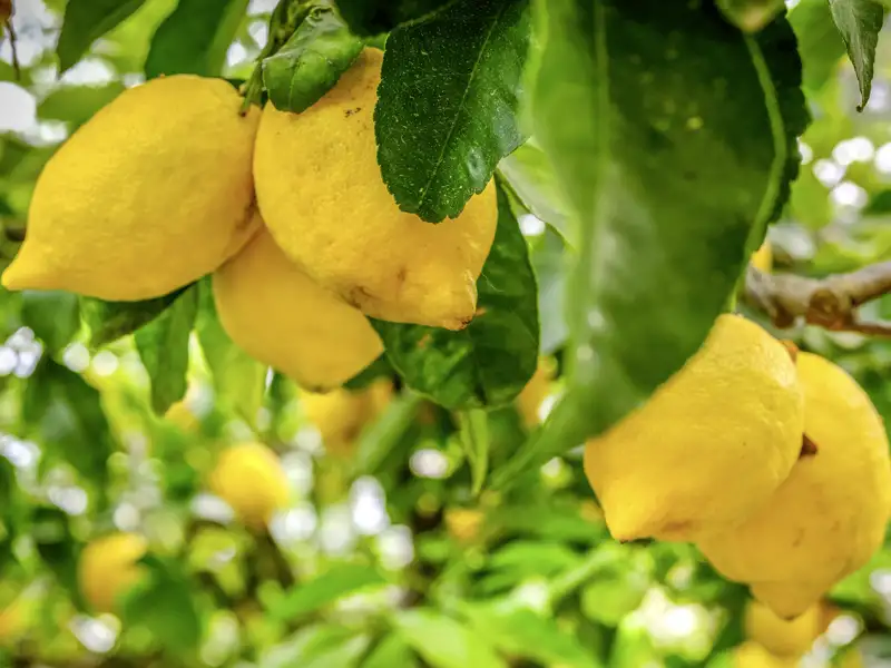 Reife Zitronen am Baum – ein Anblick, der sich uns auf unserer Rundreise öfters bieten wird.