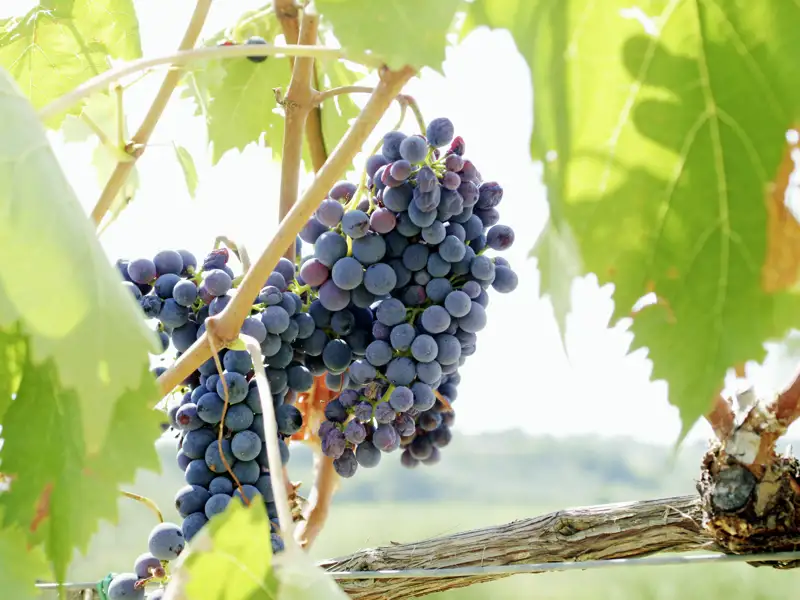 Kunstschätze sind ein Genuss für das Auge, doch in Italien kommen immer auch die anderen Sinne nicht zu kurz: Die heimische Küche ist ein Genuss für den Gaumen und die Geschmacksnerven!