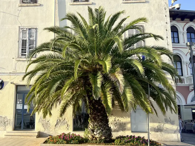 Postkartenmotive und Urlaubsfeeling erleben Sie bei der Rundreise in der Kleingruppean der kroatischen Küste immer wieder.