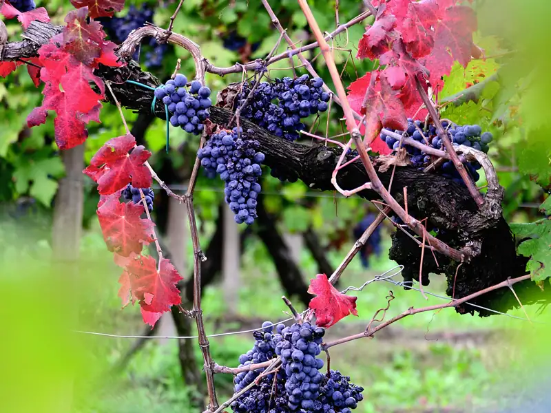 Bei der smart&small-Reise nach Triest und Istrien darf eine Weinprobe nicht fehlen - gemeinsam befragen wir Eddi zum Thema Weinwunder im Friaul.