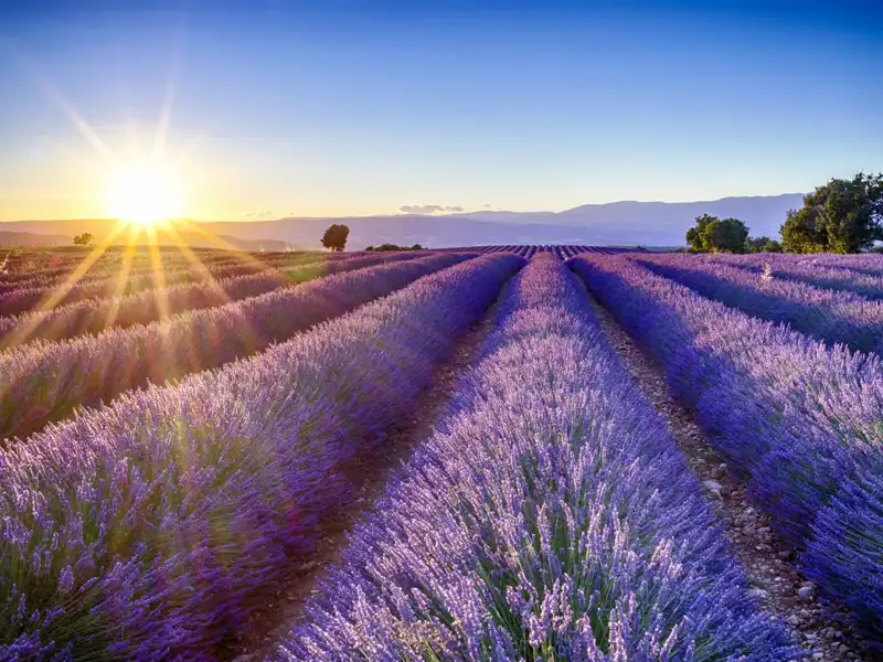 Endlose Lavendelfelder erstrecken sich in der Provence. Zur Zeit der Lavendelblüte können Sie diesen Anblick auf Ihrer Studienreise genießen.