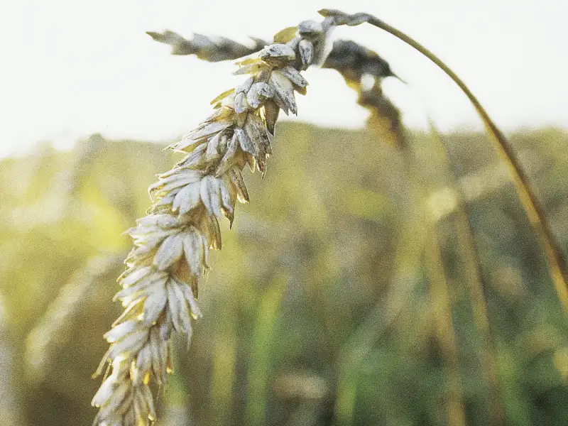 Neben dem Weinanbau ist im Burgund auch der Anbau von Getreide von Bedeutung. Aus Weizen wird hauptsächlich Mehl hergestellt, das z. B. für Spezialitäten wie Lebkuchen verwendet wird.