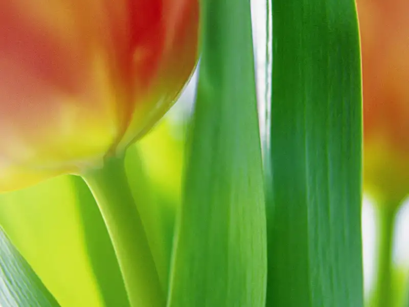 Wer nach Holland reist, kommt am Thema Tulpen nicht vorbei. Auch auf Ihrer Rundreise in kleiner Gruppe treffen Sie auf Märkten, Gemälden und Geschäften immer wieder auf die bunte Lieblingsblume vieler Menschen.